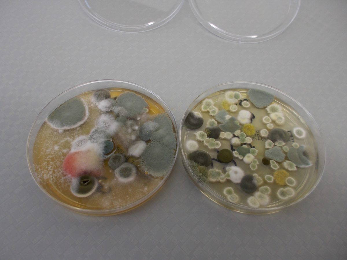 Luftkeimsammlung (Luftproben) - anLabo